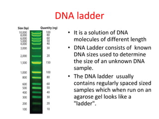Dna Ladder Example Agarose Gel Electrophoresis | PPT