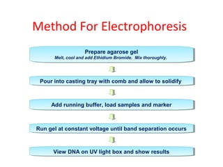 Method For Electrophoresis
Add running buffer, load samples and markerAdd running buffer, load samples and marker
Run gel at constant voltage until band separation occursRun gel at constant voltage until band separation occurs
Pour into casting tray with comb and allow to solidifyPour into casting tray with comb and allow to solidify
View DNA on UV light box and show resultsView DNA on UV light box and show results
Prepare agarose gel
Melt, cool and add Ethidium Bromide. Mix thoroughly.
Prepare agarose gel
Melt, cool and add Ethidium Bromide. Mix thoroughly.
 