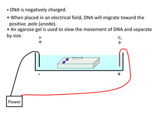 • DNA is negatively charged.
+-
Power
DNA
• When placed in an electrical field, DNA will migrate toward the
positive pole (anode).
H

O2

• An agarose gel is used to slow the movement of DNA and separate
by size.
 