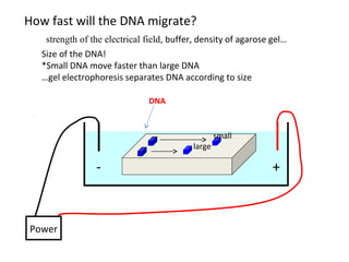 +-
Power
DNA
How fast will the DNA migrate?
strength of the electrical field, buffer, density of agarose gel…
Size of the DNA!
*Small DNA move faster than large DNA
…gel electrophoresis separates DNA according to size
small
large
 