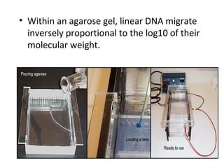 • Within an agarose gel, linear DNA migrate
inversely proportional to the log10 of their
molecular weight.
 