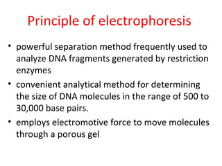 Principle of electrophoresis
• powerful separation method frequently used to
analyze DNA fragments generated by restriction
enzymes
• convenient analytical method for determining
the size of DNA molecules in the range of 500 to
30,000 base pairs.
• employs electromotive force to move molecules
through a porous gel
 