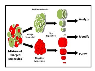 Charge
Separation
Size
Separation
Analyze
Identify
Purify
Mixture of
Charged
Molecules
Positive Molecules
Negative
Molecules
 