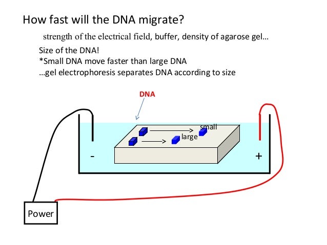 agarose gel electrophoresis