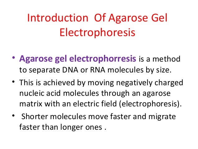 agarose gel electrophoresis