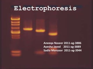 Electrophoresis
Aneeqa Naseer 2011-ag-3886
Ayesha Javed 2011-ag-3889
Sadia Manzoor 2011-ag-3944
 