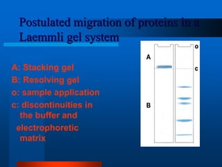 Postulated migration of proteins in a Laemmli gel system 
A:Stacking gel 
B: Resolving gel 
o: sample application 
c: discontinuities in the buffer and 
electrophoretic matrix 
 