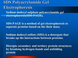 SDS Polyacrylamide Gel Electrophoresis 
Sodium dodecyl sulphate polyacrylamide gel electrophoresis(SDS-PAGE). 
SDS-PAGE is a method of gel electrophoresis to separate proteins based on the their mass. 
Sodium dodecyl sulfate (SDS) is a detergent that breaks up the interactions between proteins. 
Disrupts secondary and tertiary protein structures by breaking hydrogen bonds and unfolding protein  