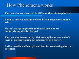 How Phenomena works 
The proteins are dissolved in SDS and then electrophorised. 
Binds to protein in a ratio of one SDS molecule/two amino acids. 
Masks’ charge on protein so that all proteins are uniformly negatively charged. 
The proteins denatured by SDS are applied to one end of a layer of polyacrylamide gel submerged in a buffer. 
Buffer provide uniform pH and ions for conducting electric potential.  