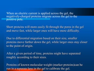 When an electric current is applied across the gel, the negatively-charged proteins migrate across the gel to the positive pole. 
Short proteins will more easily fit through the pores in the gel and move fast, while larger ones will have more difficulty. 
Due to differential migration based on their size, smaller proteins move farther down the gel, while larger ones stay closer to the point of origin. 
After a given period of time, proteins might have separated roughly according to their sizes. 
Proteins of known molecular weight (marker proteins)can be run in a separate lane in the gel to calibrate the gel.  