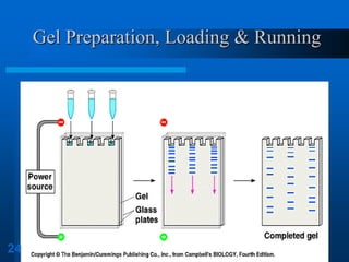 Gel Preparation, Loading & Running 
24  