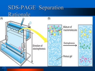 25 
SDS-PAGE Separation Rationale  