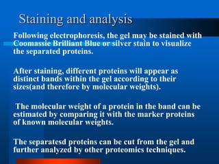 Staining and analysis 
Following electrophoresis, the gel may be stained with Coomassie Brilliant Blue or silver stain to visualize the separated proteins. 
After staining, different proteins will appear as distinct bands within the gel according to their sizes(and therefore by molecular weights). 
The molecular weight of a protein in the band can be estimated by comparing it with the marker proteins of known molecular weights. 
The separatesd proteins can be cut from the gel and further analyzed by other proteomics techniques.  