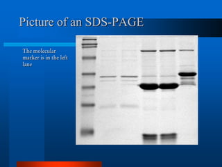 Picture of an SDS-PAGE 
The molecular marker is in the left lane  