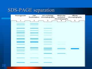 28 
SDS-PAGE separation  