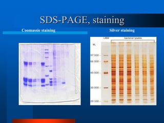 SDS-PAGE, staining 
Coomassie staining Silver staining 
 