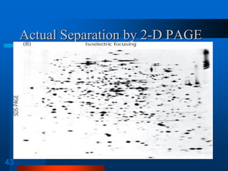 43 
Actual Separation by 2-D PAGE  