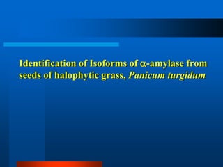 Identification of Isoforms of -amylase from seeds of halophytic grass, Panicum turgidum  