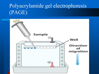 Polyacrylamide gel electrophoresis (PAGE)  