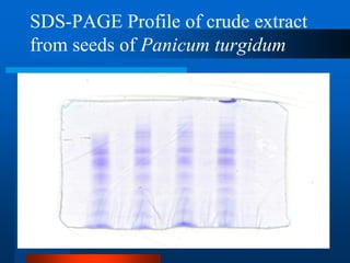 SDS-PAGE Profile of crude extract from seeds of Panicum turgidum  