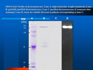 SDS-PAGE Profile of dextransucrase: Lane A, high molecular weight standards; Lane B, partially purified dextransucrase; Lane C purified dextransucrase (Coomassie blue staining); Lane D, assay for soluble Dextran-synthesis corresponding to lane C. 
225 
150 
100 
50 
35 
25 
ABCD 
MW 
(kDa)  