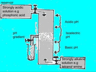 27
reservoir
Strongly acidic
solution e.g
phosphoric acid
pH
gradient
Acidic pH
Isoelectric
pH
Basic pH
Strongly alkaline
solution e.g
tetranol amine
 