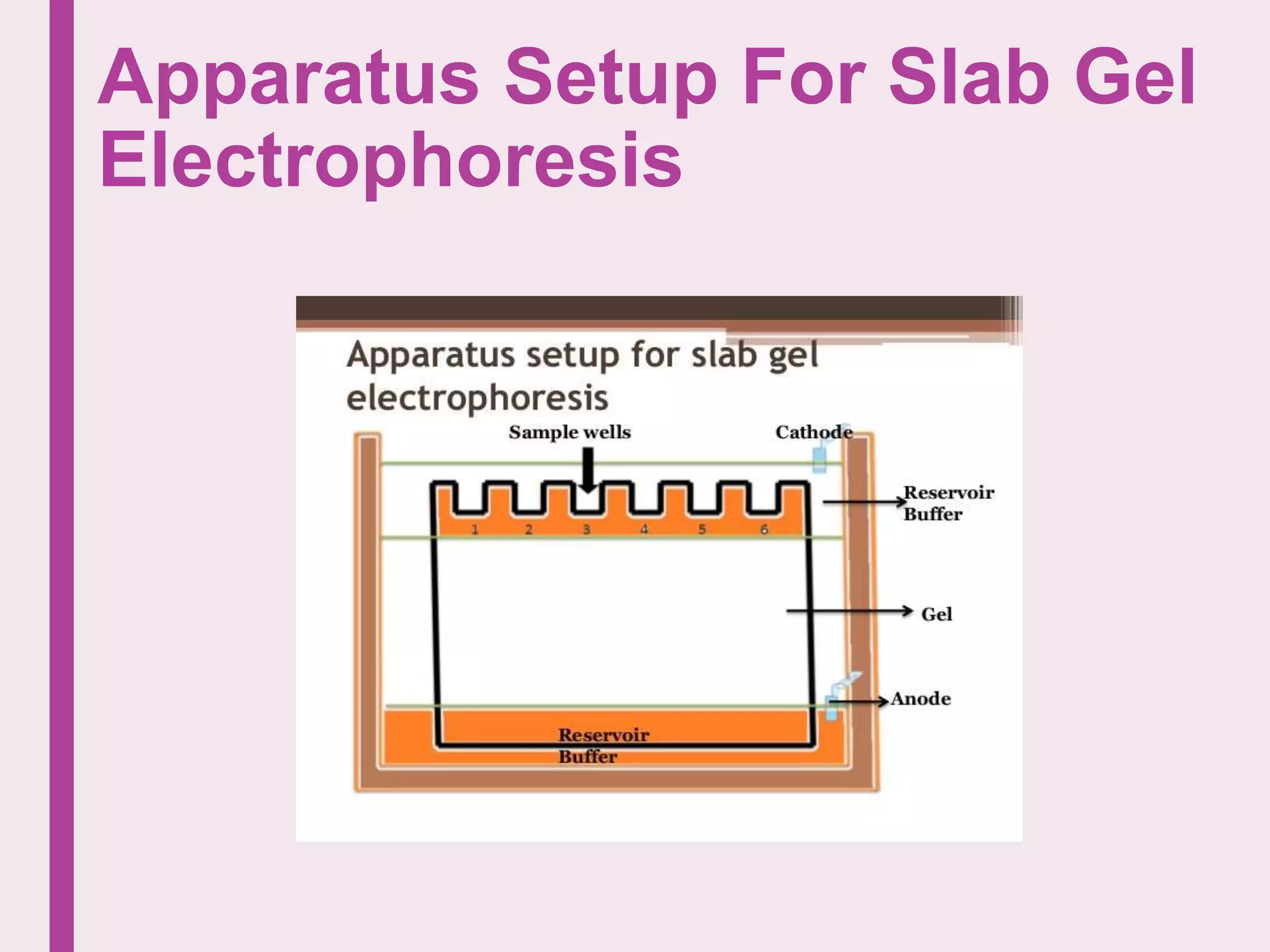Apparatus Setup For Slab Gel
Electrophoresis
 