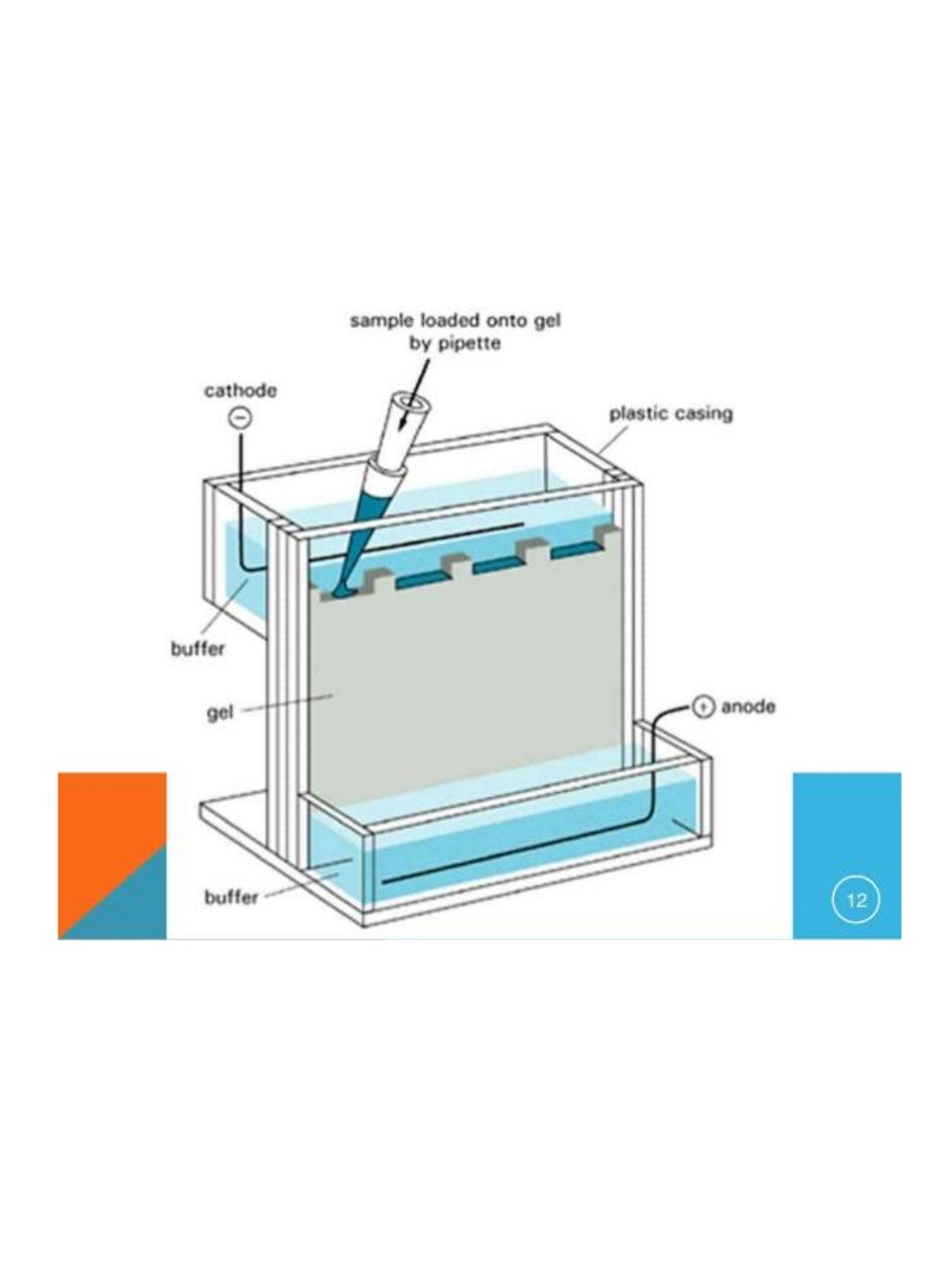 Overview of Electrophoresis