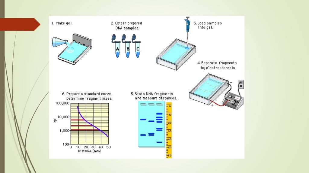 Electrophoresis, Gel and cellulose electrophoresis protocol