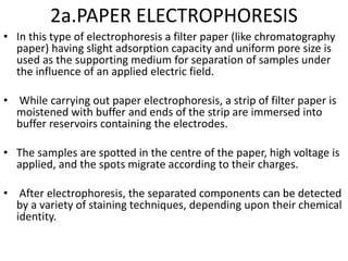 2a.PAPER ELECTROPHORESIS
• In this type of electrophoresis a filter paper (like chromatography
paper) having slight adsorption capacity and uniform pore size is
used as the supporting medium for separation of samples under
the influence of an applied electric field.
• While carrying out paper electrophoresis, a strip of filter paper is
moistened with buffer and ends of the strip are immersed into
buffer reservoirs containing the electrodes.
• The samples are spotted in the centre of the paper, high voltage is
applied, and the spots migrate according to their charges.
• After electrophoresis, the separated components can be detected
by a variety of staining techniques, depending upon their chemical
identity.
 