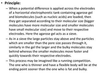 • Principle:
– When a potential difference is applied across the electrodes
of a horizontal electrophoretic tank containing agarose gel
and biomolecules (such as nucleic acids) are loaded, then
they get separated according to their molecular size (bigger
molecules have more molecular size and smaller molecules
have small molecular size) and move to their respective
electrodes. Here the agarose gel acts as a sieve.
– As in a sieve the large particles stay above and the particles
which are smaller than the pore size passes through it,
similarly in the gel the larger and the bulky molecules stay
behind whereas the smaller molecules move faster and
quickly towards their respective electrodes.
– This process may be imagined like a running competition.
The one who is thinner and have a flexible body will be at the
ending point sooner than the one who is fat and bulky.
 