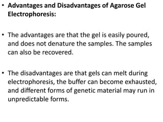 • Advantages and Disadvantages of Agarose Gel
Electrophoresis:
• The advantages are that the gel is easily poured,
and does not denature the samples. The samples
can also be recovered.
• The disadvantages are that gels can melt during
electrophoresis, the buffer can become exhausted,
and different forms of genetic material may run in
unpredictable forms.
 