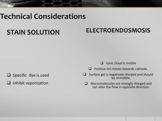 Technical Considerations
STAIN SOLUTION
 Specific dye is used
 Inhibit vaporization
ELECTROENDOSMOSIS
 Ionic cloud is mobile
 Positive ion moves towards cathode.
 Surface gel is negatively charged and should
be immobile.
 Macromolecules are strongly charged and
can alter the flow in opposite direction.
 