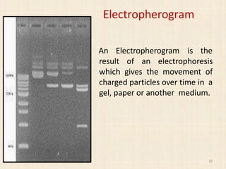 Electopherogram Electrophoresis | PPTX