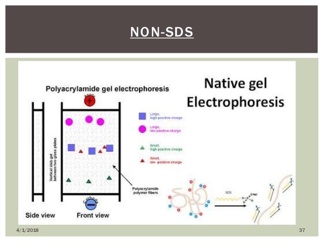 Gel electrophoresis lab report pdf image