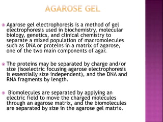  Agarose gel electrophoresis is a method of gel
electrophoresis used in biochemistry, molecular
biology, genetics, and clinical chemistry to
separate a mixed population of macromolecules
such as DNA or proteins in a matrix of agarose,
one of the two main components of agar.
 The proteins may be separated by charge and/or
size (isoelectric focusing agarose electrophoresis
is essentially size independent), and the DNA and
RNA fragments by length.
 Biomolecules are separated by applying an
electric field to move the charged molecules
through an agarose matrix, and the biomolecules
are separated by size in the agarose gel matrix.
 