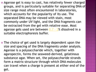  Agarose gel is easy to cast, has relatively fewer charged
groups, and is particularly suitable for separating DNA of
size range most often encountered in laboratories,
which accounts for the popularity of its use. The
separated DNA may be viewed with stain, most
commonly under UV light, and the DNA fragments can
be extracted from the gel with relative ease. Most
agarose gels used are between 0.7 - 2% dissolved in a
suitable electrophoresis buffer.
 The choice of gel used is largely dependent upon the
size and spacing of the DNA fragments under analysis.
Agarose is a polysaccharide which, together with
agaropectin, forms the seaweed-derived, gelatinous
substance agar. When set, the polysaccharide strands
form a matrix structure through which DNA molecules
can travel when a charge is present at either end of the
gel.
 