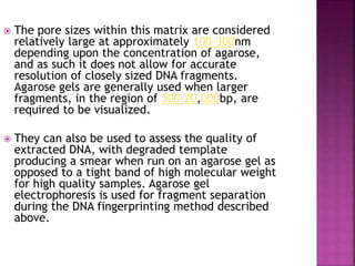  The pore sizes within this matrix are considered
relatively large at approximately 100-300nm
depending upon the concentration of agarose,
and as such it does not allow for accurate
resolution of closely sized DNA fragments.
Agarose gels are generally used when larger
fragments, in the region of 500-20,000bp, are
required to be visualized.
 They can also be used to assess the quality of
extracted DNA, with degraded template
producing a smear when run on an agarose gel as
opposed to a tight band of high molecular weight
for high quality samples. Agarose gel
electrophoresis is used for fragment separation
during the DNA fingerprinting method described
above.
 