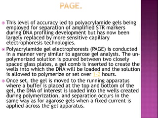  This level of accuracy led to polyacrylamide gels being
employed for separation of amplified STR markers
during DNA profiling development but has now been
largely replaced by more sensitive capillary
electrophoresis technologies.
 Polyacrylamide gel electrophoresis (PAGE) is conducted
in a manner very similar to agarose gel analysis. The un-
polymerized solution is poured between two closely
spaced glass plates, a gel comb is inserted to create the
wells into which the DNA will be loaded and the solution
is allowed to polymerize or set over 1-2 hours.
 Once set, the gel is moved to the running apparatus
where a buffer is placed at the top and bottom of the
gel, the DNA of interest is loaded into the wells created
during polymerization, and separation occurs in the
same way as for agarose gels when a fixed current is
applied across the gel apparatus.
 