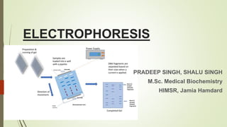 ELECTROPHORESIS
PRADEEP SINGH, SHALU SINGH
M.Sc. Medical Biochemistry
HIMSR, Jamia Hamdard
 
