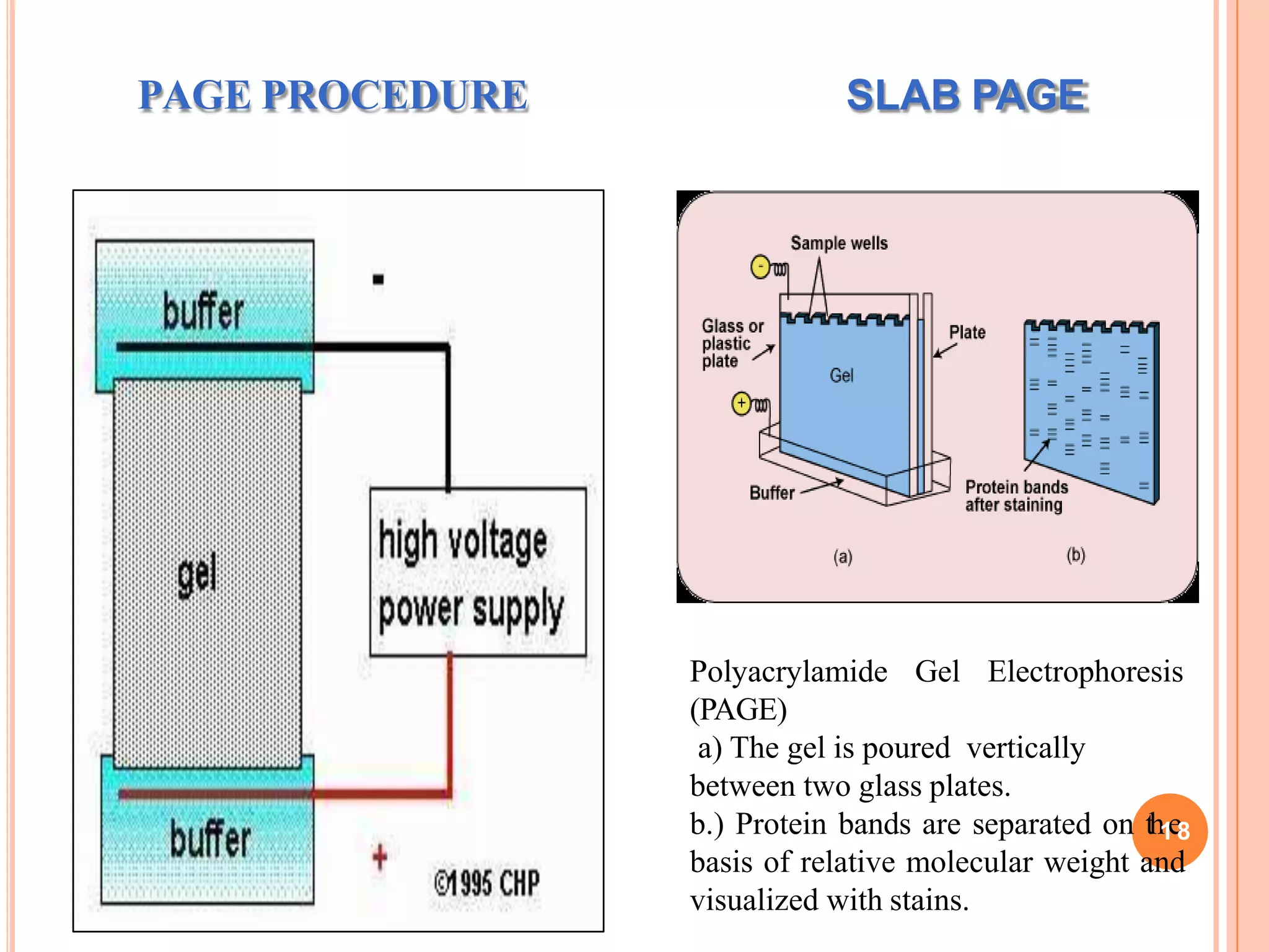 SLAB PAGEPAGE PROCEDURE
Polyacrylamide Gel Electrophoresis
(PAGE)
a) The gel is poured vertically
between two glass plates.
b.) Protein bands are separated on th1e8
basis of relative molecular weight and
visualized with stains.
 