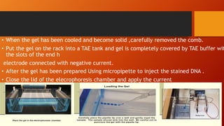 Tae Rack Condah ELECTROPHORESIS-1_edited.pdf in microbiology | PDF
