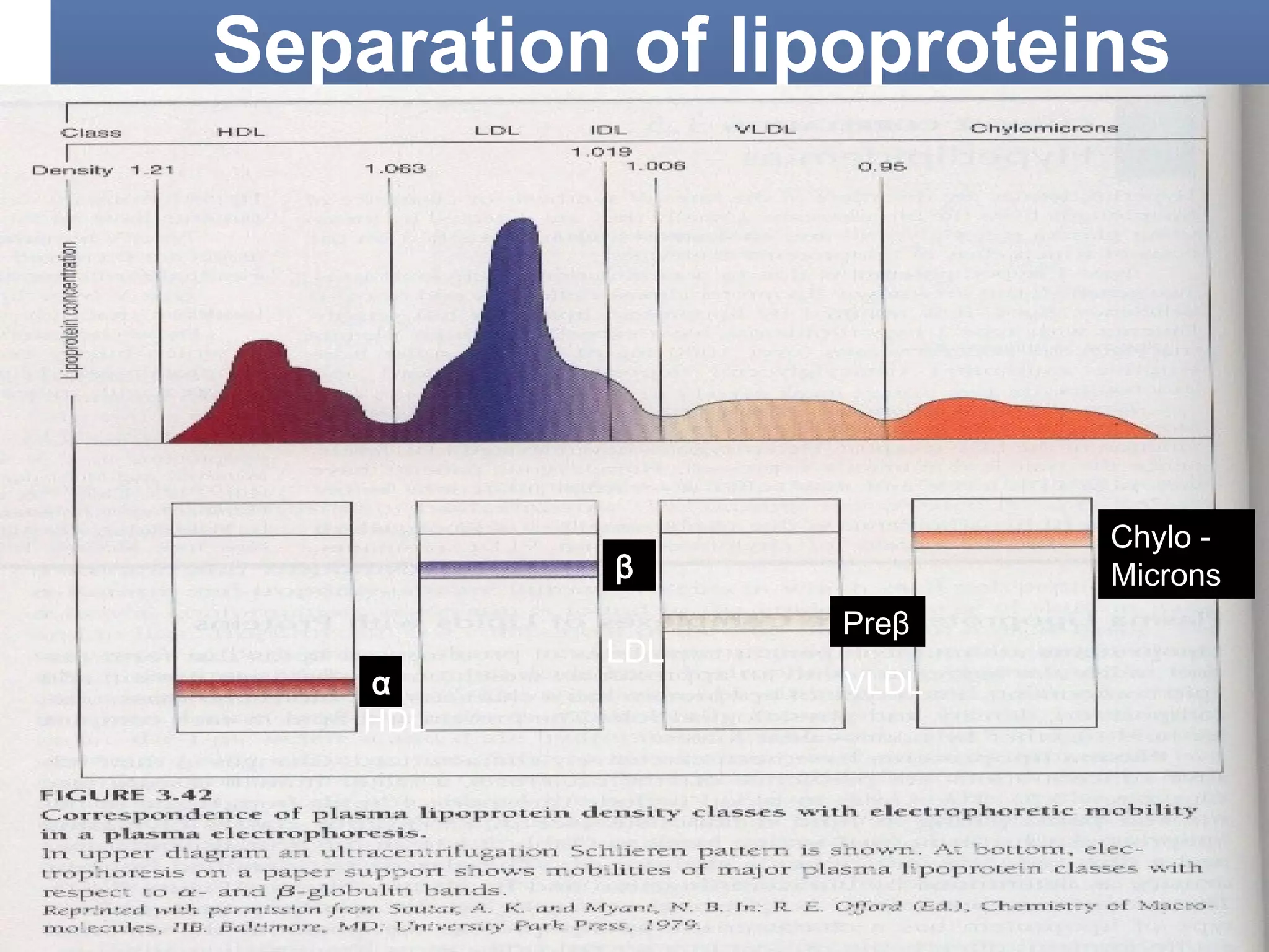 Separation of lipoproteins
Preβ
β
α
Chylo -
Microns
VLDL
LDL
HDL
 