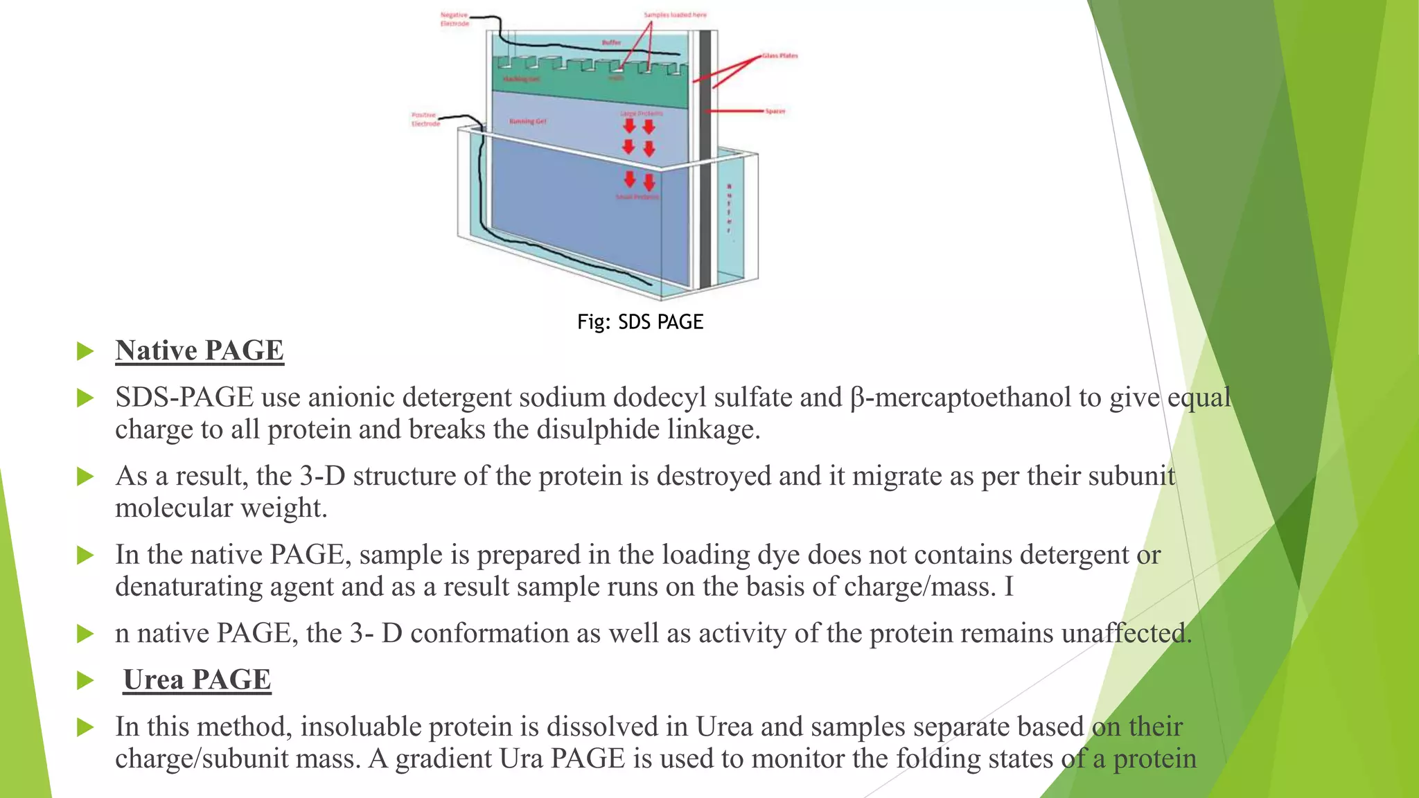  Native PAGE
 SDS-PAGE use anionic detergent sodium dodecyl sulfate and β-mercaptoethanol to give equal
charge to all protein and breaks the disulphide linkage.
 As a result, the 3-D structure of the protein is destroyed and it migrate as per their subunit
molecular weight.
 In the native PAGE, sample is prepared in the loading dye does not contains detergent or
denaturating agent and as a result sample runs on the basis of charge/mass. I
 n native PAGE, the 3- D conformation as well as activity of the protein remains unaffected.
 Urea PAGE
 In this method, insoluable protein is dissolved in Urea and samples separate based on their
charge/subunit mass. A gradient Ura PAGE is used to monitor the folding states of a protein
Fig: SDS PAGE
 