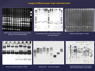 Allozyme Pattern electrophoresis-2023.pptx