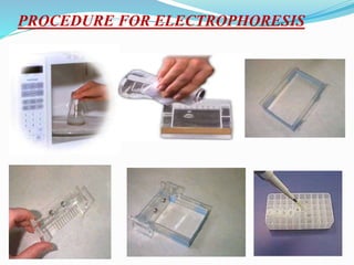 PROCEDURE FOR ELECTROPHORESIS
 