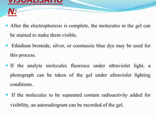 VISUALISATIO
N:
 After the electrophoresis is complete, the molecules in the gel can
be stained to make them visible.
 Ethidium bromide, silver, or coomassie blue dye may be used for
this process.
 If the analyte molecules fluoresce under ultraviolet light, a
photograph can be taken of the gel under ultraviolet lighting
conditions.
 If the molecules to be separated contain radioactivity added for
visibility, an autoradiogram can be recorded of the gel.
 