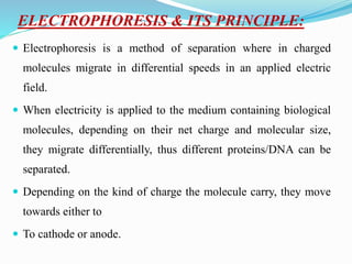 ELECTROPHORESIS & ITS PRINCIPLE:
 Electrophoresis is a method of separation where in charged
molecules migrate in differential speeds in an applied electric
field.
 When electricity is applied to the medium containing biological
molecules, depending on their net charge and molecular size,
they migrate differentially, thus different proteins/DNA can be
separated.
 Depending on the kind of charge the molecule carry, they move
towards either to
 To cathode or anode.
 