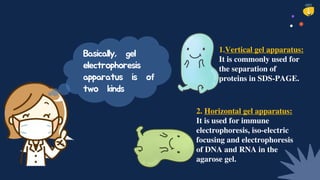 Basically, gel
electrophoresis
apparatus is of
two kinds
1.Vertical gel apparatus:
It is commonly used for
the separation of
proteins in SDS-PAGE.
2. Horizontal gel apparatus:
It is used for immune
electrophoresis, iso-electric
focusing and electrophoresis
of DNA and RNA in the
agarose gel.
 