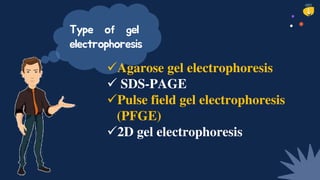 Type of gel
electrophoresis
Agarose gel electrophoresis
 SDS-PAGE
Pulse field gel electrophoresis
(PFGE)
2D gel electrophoresis
 